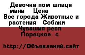 Девочка пом шпица мини  › Цена ­ 30 000 - Все города Животные и растения » Собаки   . Чувашия респ.,Порецкое. с.